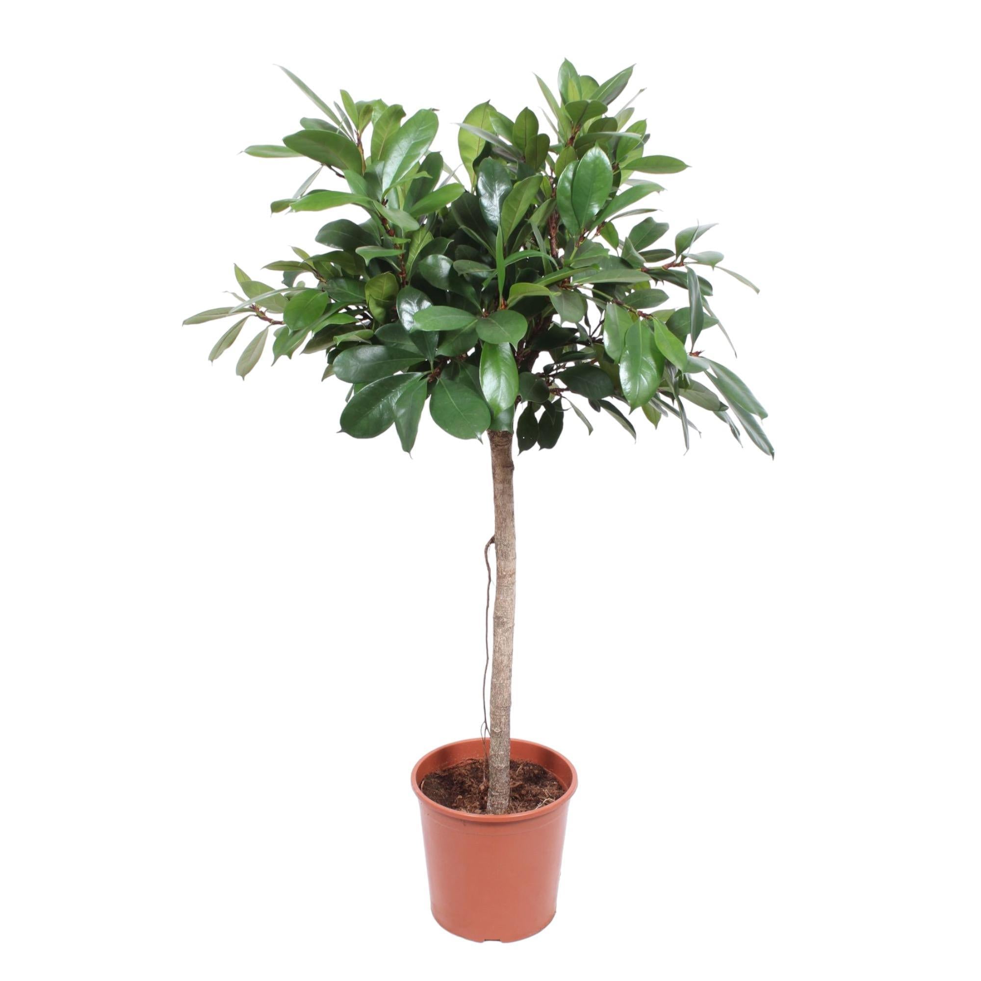 Ficus Cyathistipula-Baum – 150 cm – ø30