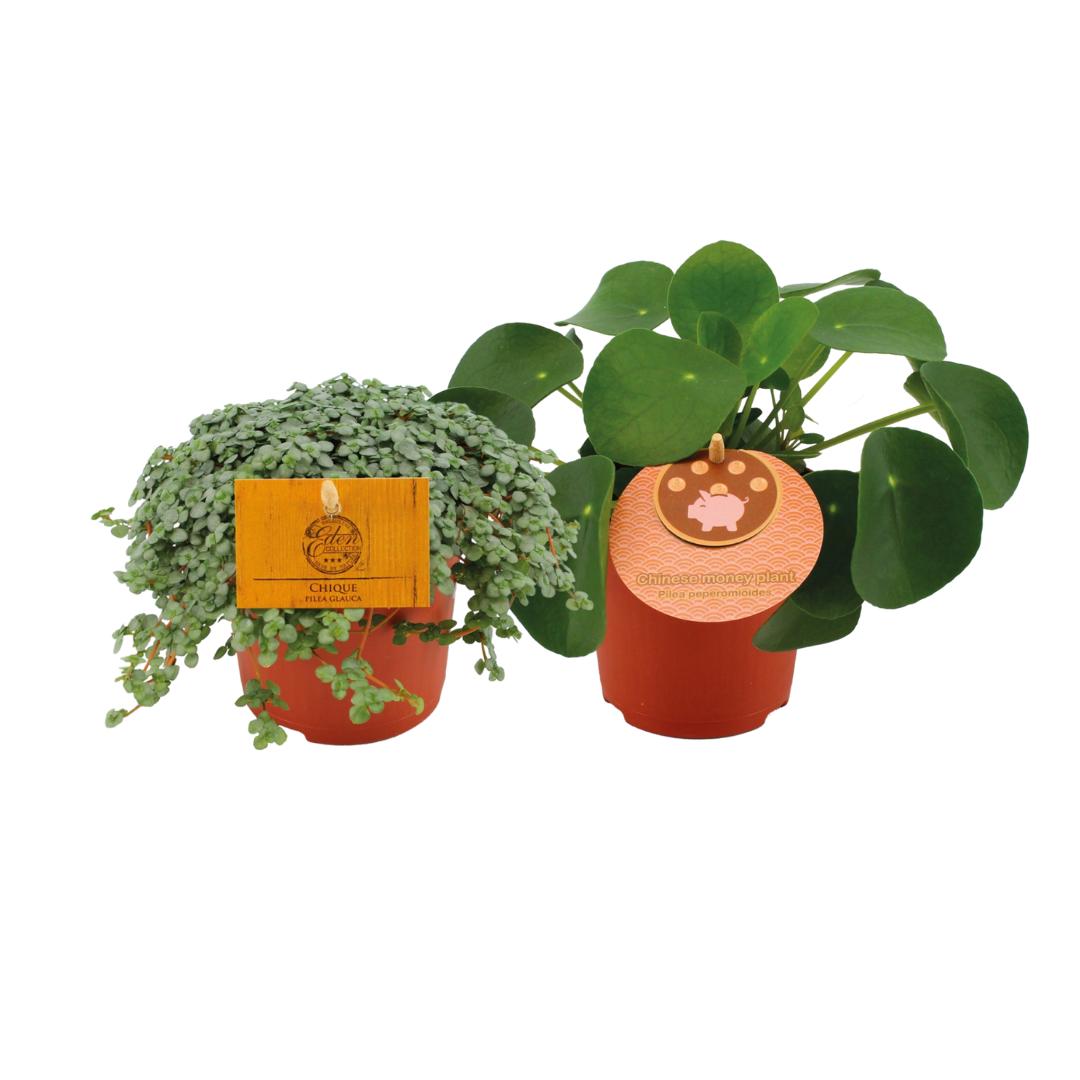 Pilea Duo 1,0 – 2 Stück – Ø10,5 cm – ↕15 cm