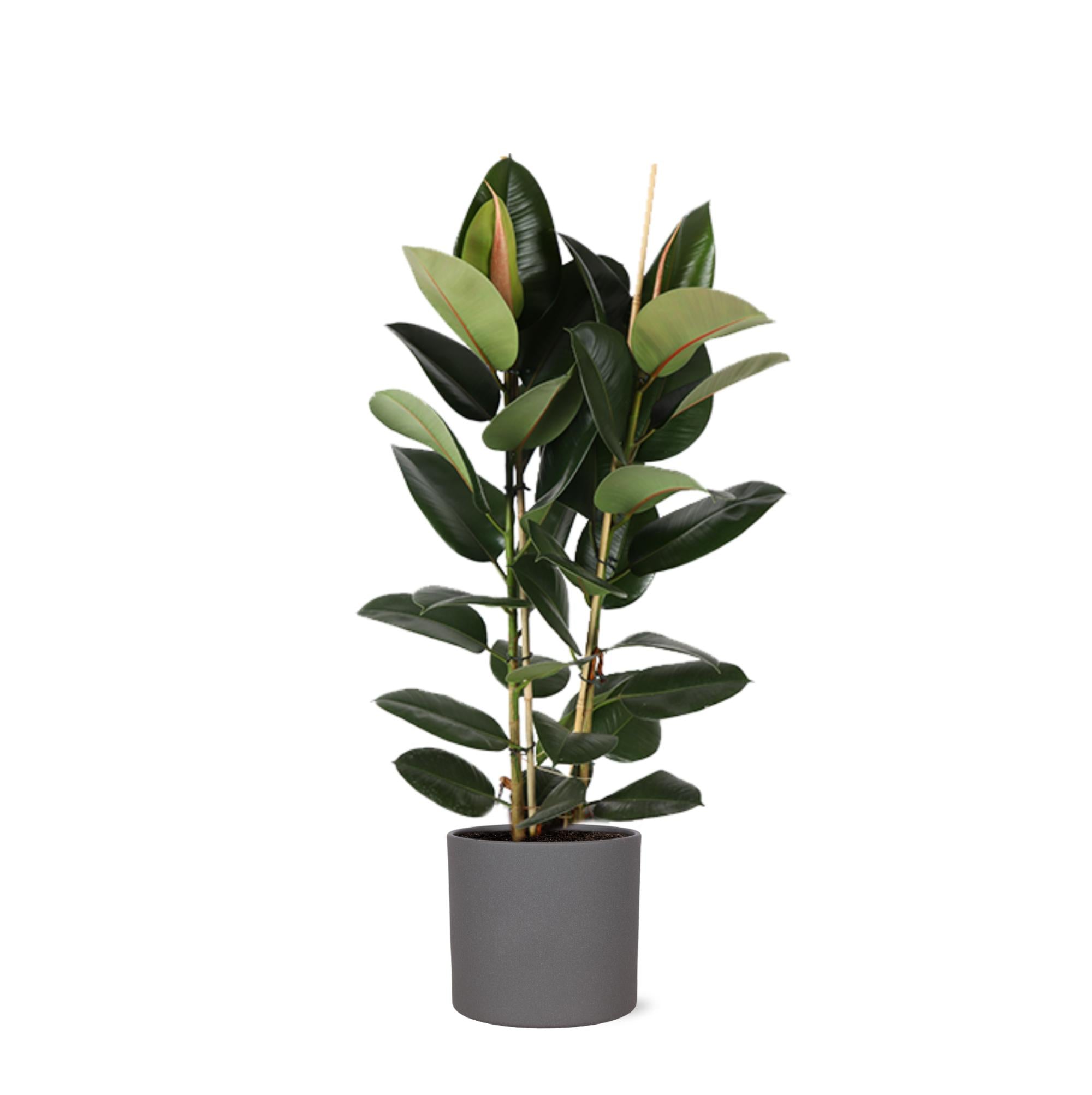 Ficus Elastica Robusta Ø24cm - ↕110cm im Era ANTHRACITE Topf