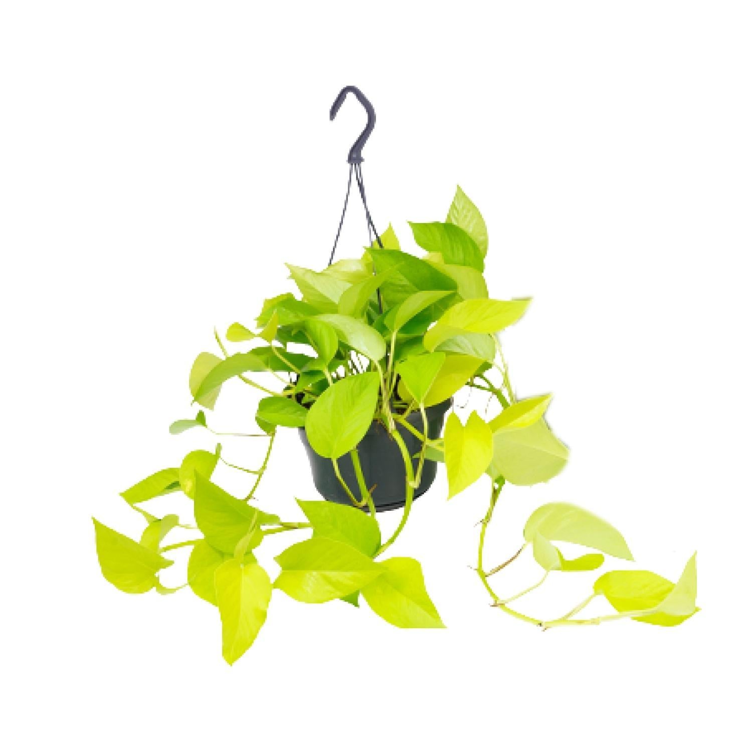 Epipremnum Golden Pothos - Ø15 - ↨25cm - Efeutute