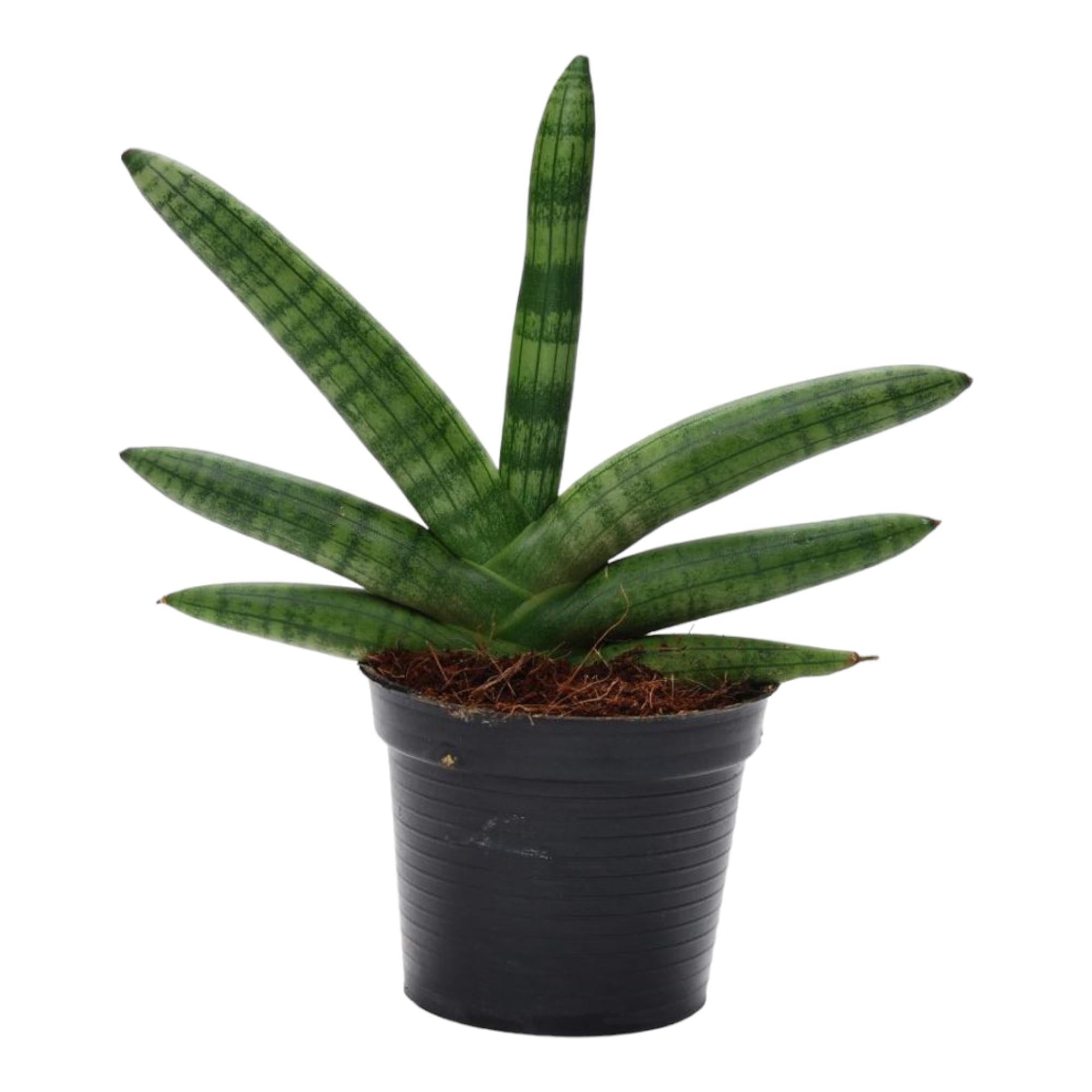 Sansevieria Skyline - 25 cm - ø10,5 - Bogenhanf