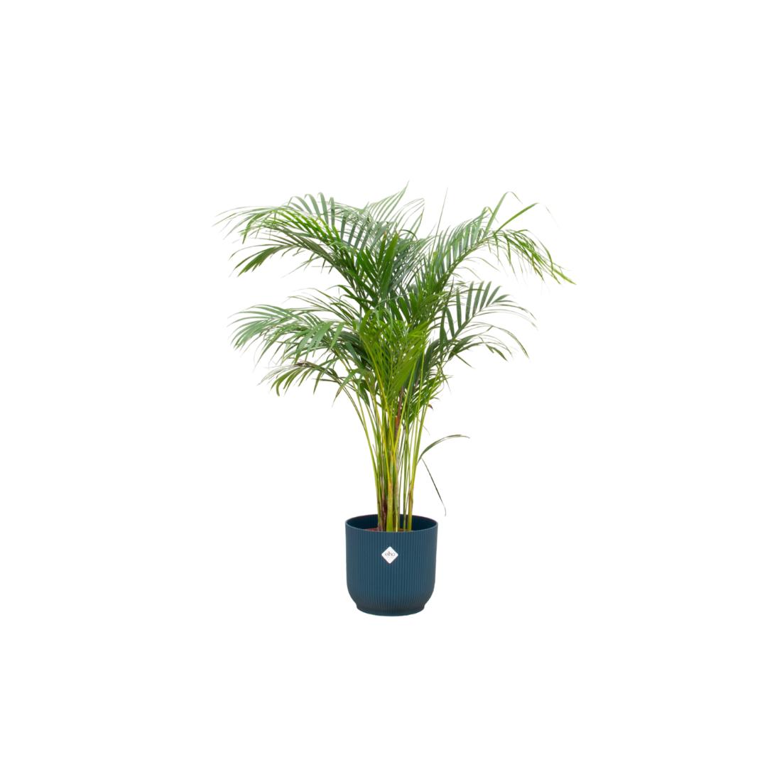 Kombi-Angebot - Areca-Palme inklusive Elho Vibes Fold Round Blau Ø30 - - Goldfruchtpalme