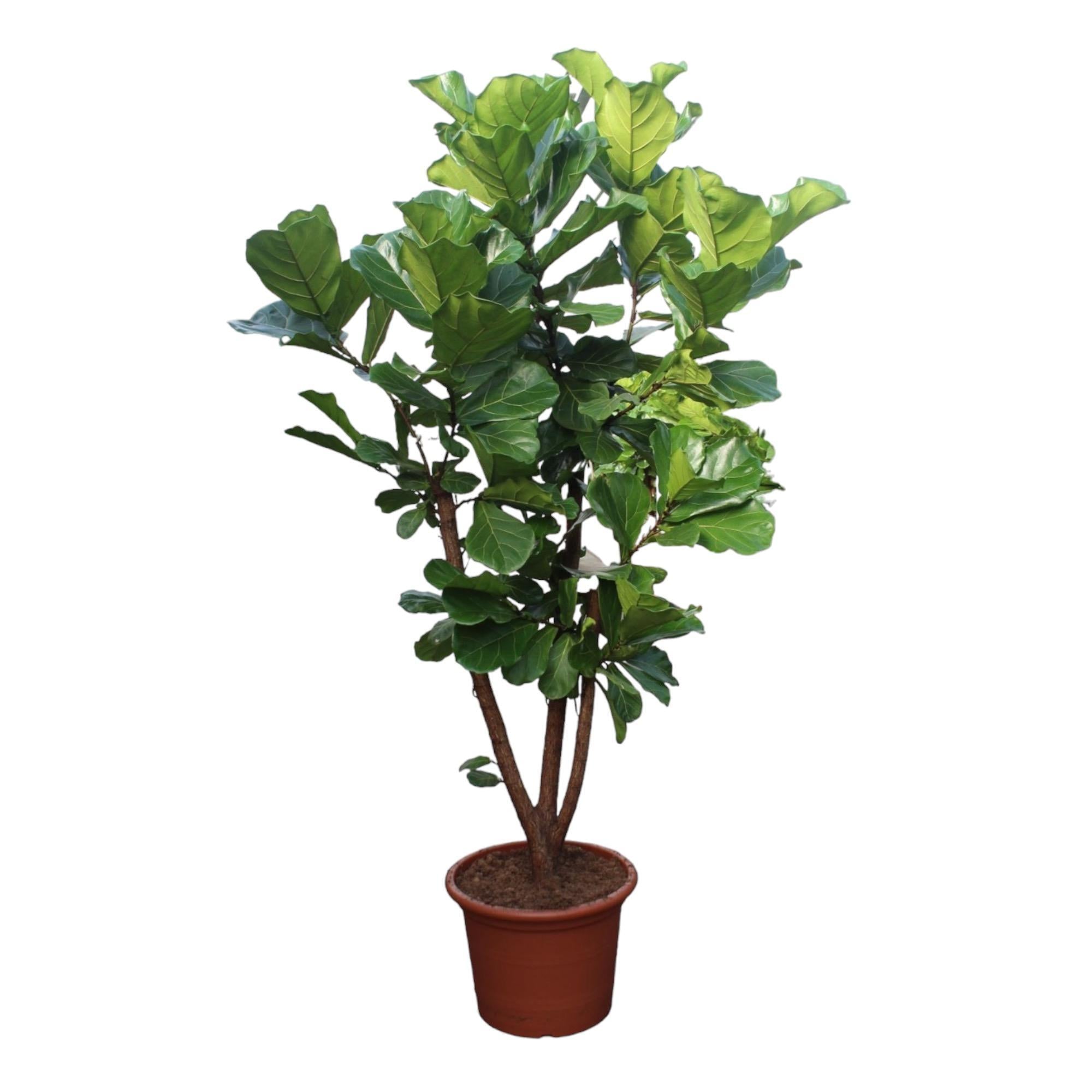 Ficus Lyrata verzweigt – 240 cm – ø50