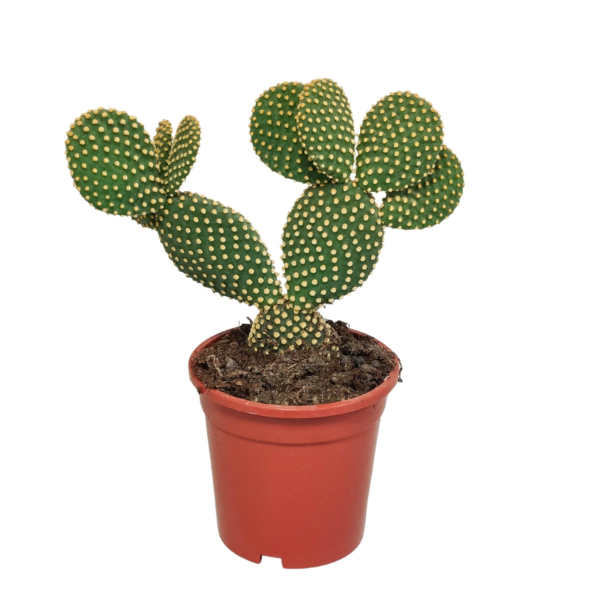 Opuntia microdasys - 17cm - ohne Topf