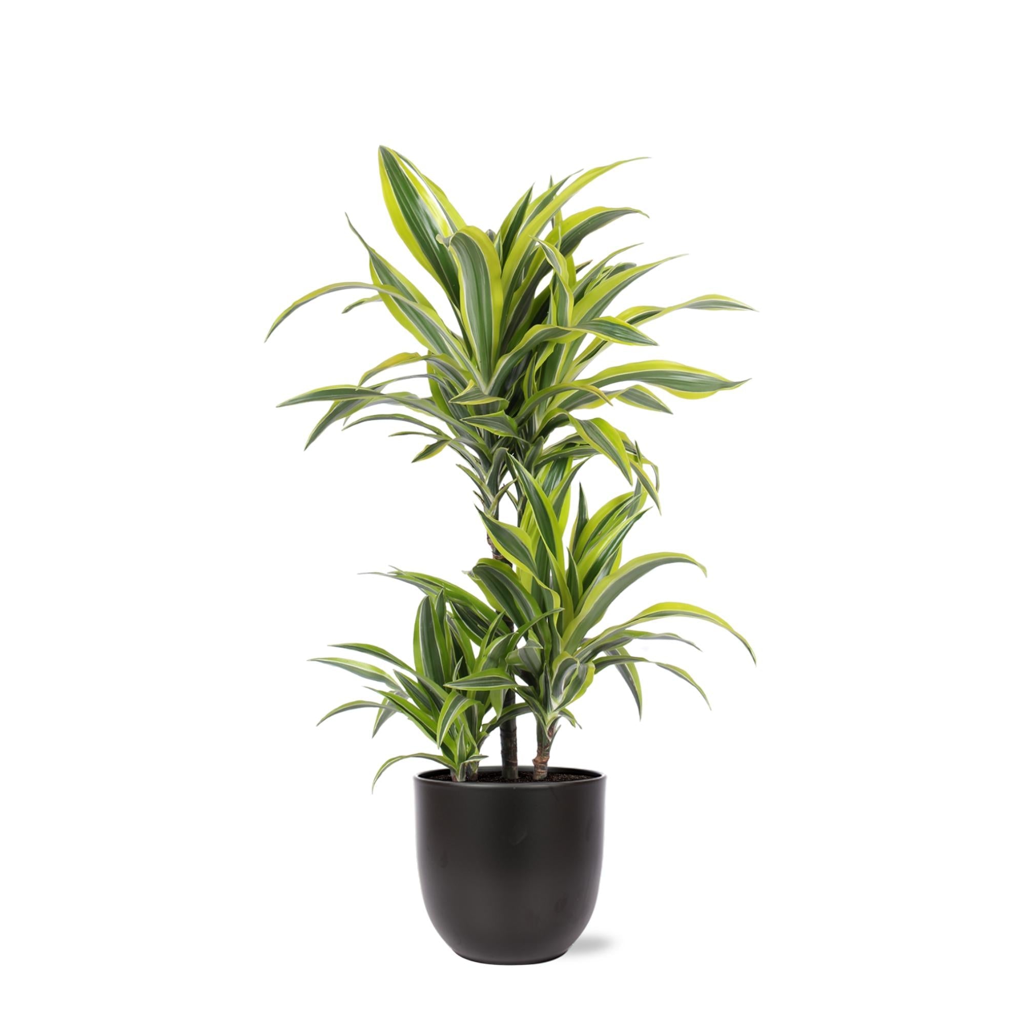 Dracaena Lemon Lime Ø21cm - ↕65cm im Boule ANTHRAZIT Topf