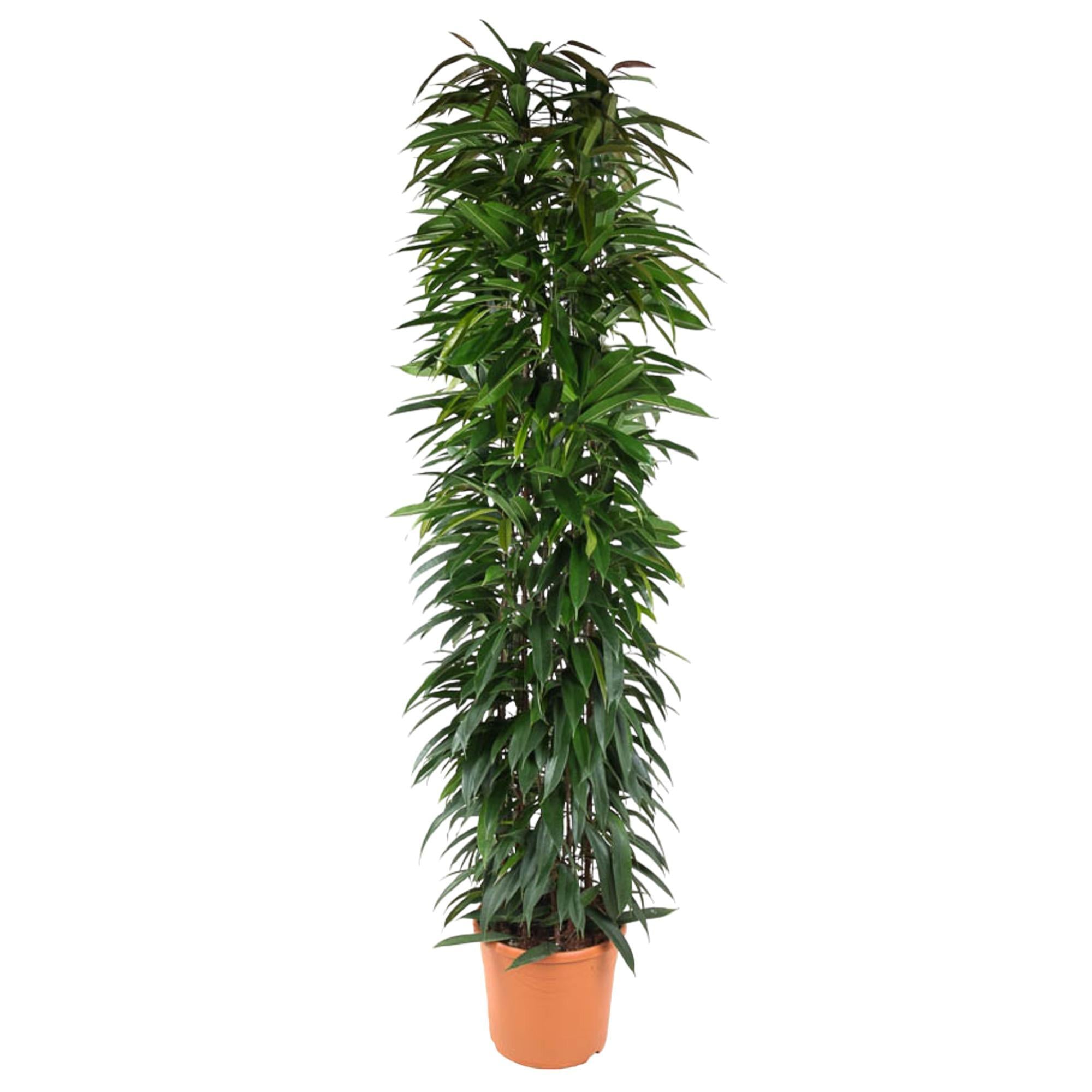 Ficus Alii King-Säule – 200 cm – ø35