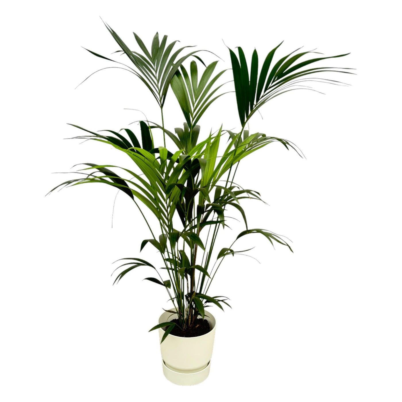 Kentia-Palme inklusive Elho Greenville Round weiß – 160 cm – Ø30 - Kentiapalme