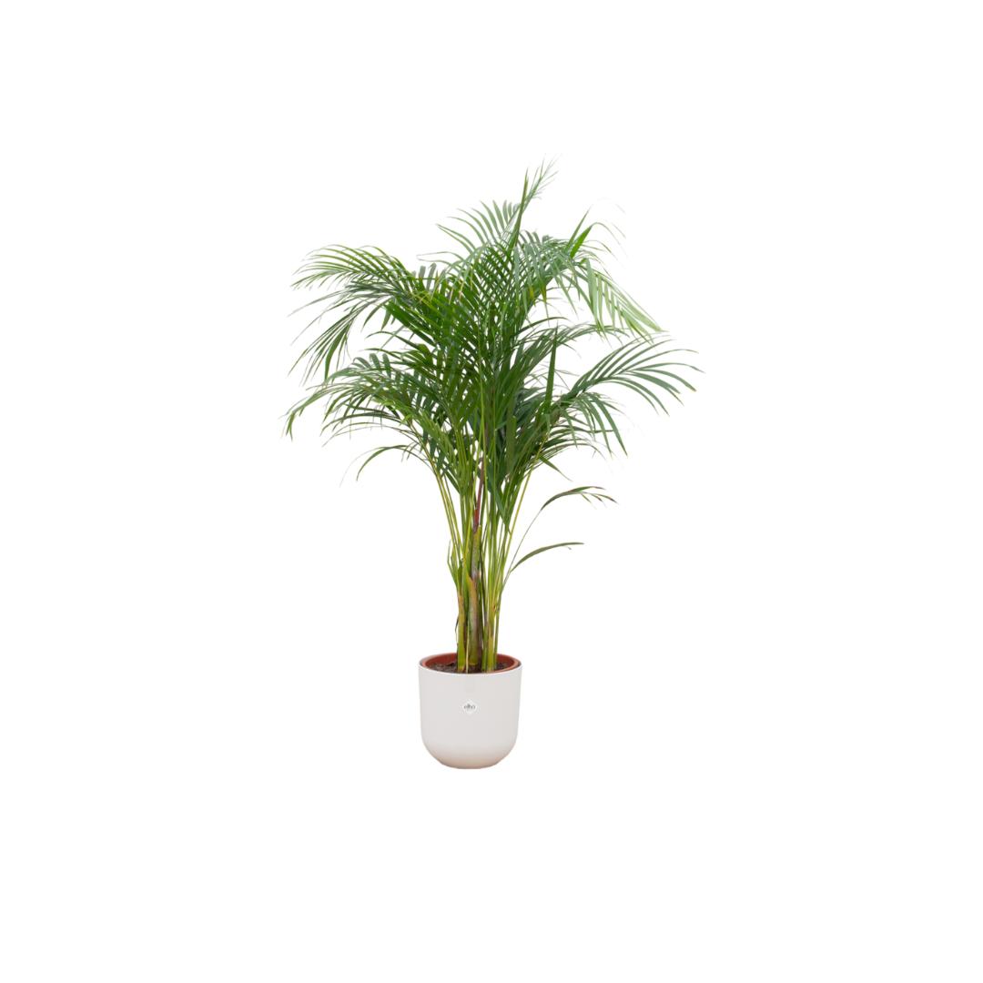 Kombi-Angebot - Areca-Palme inklusive Elho Jazz Round White Ø26 - 140 - Goldfruchtpalme