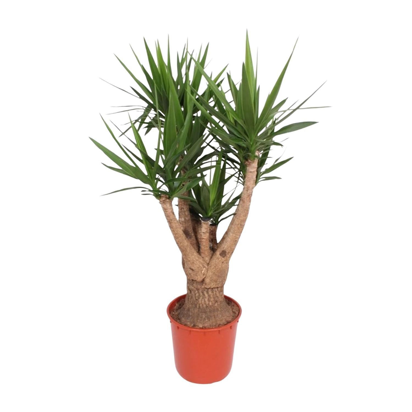 Yucca Elephantipes verzweigt – 160 cm – ø34