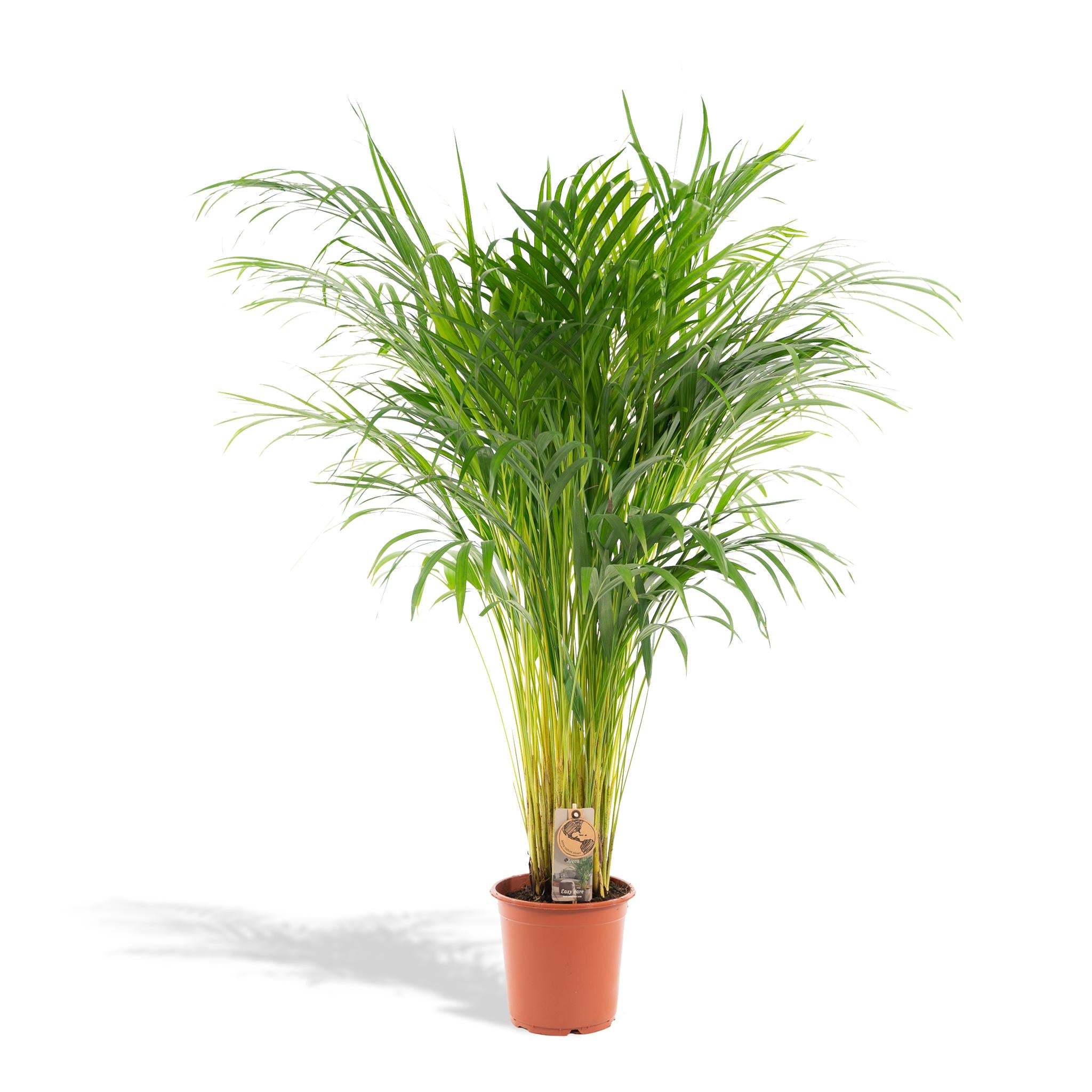 Areca-Palme – Ø21cm – ↕110cm