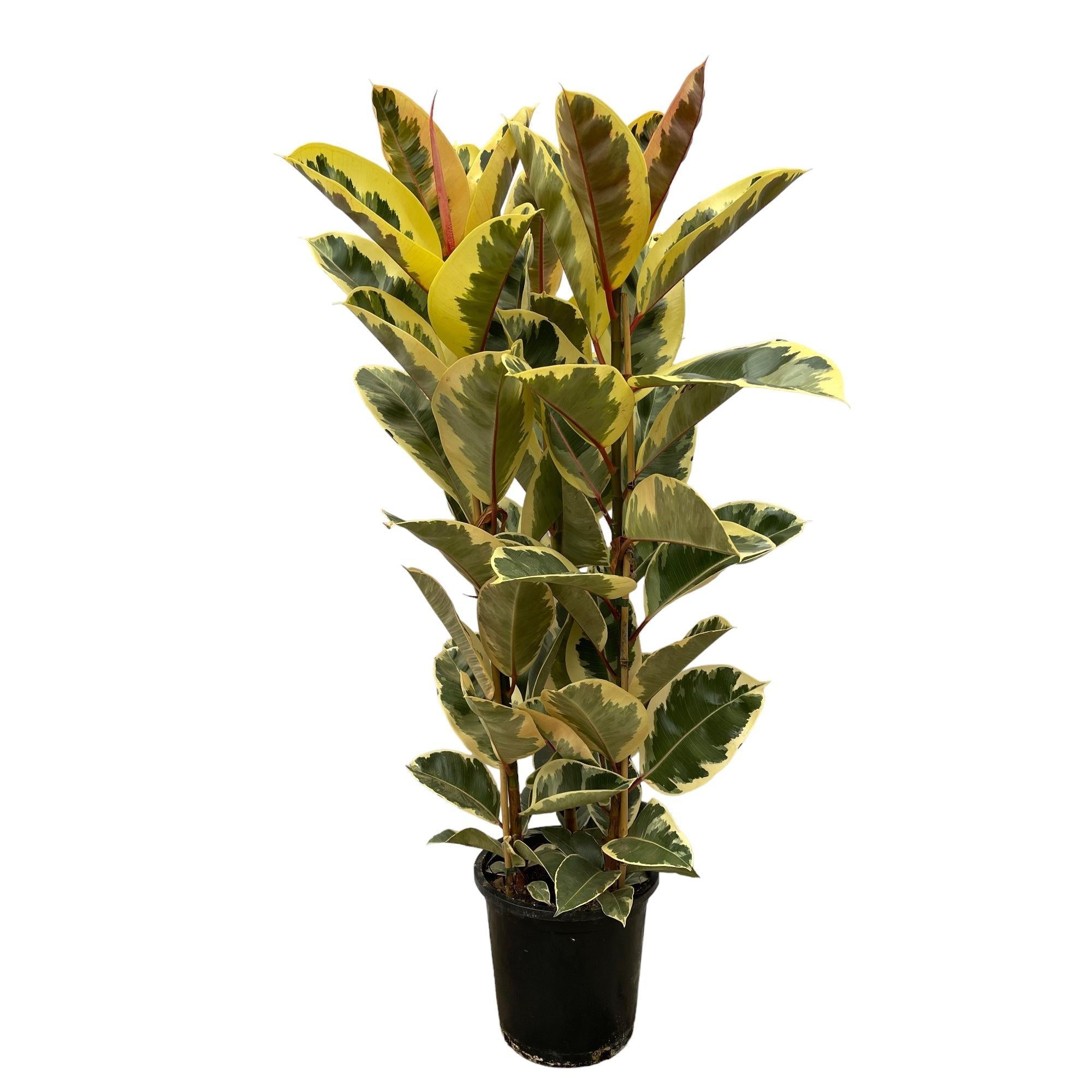 Ficus Elastica Tineke-Strauch – 160 cm – Ø28 cm