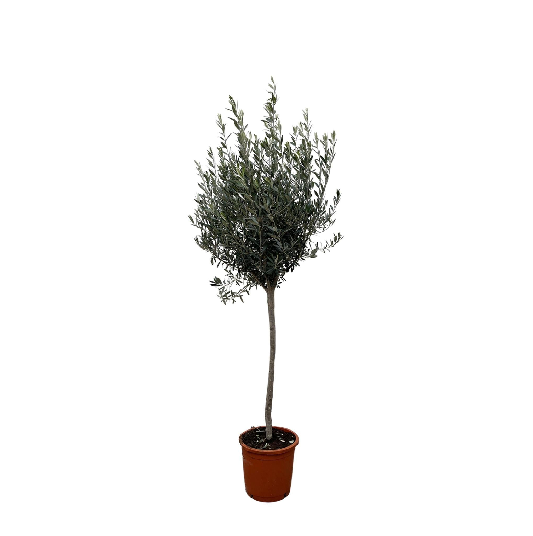 Olea Europaea am Stiel – 160 cm – Ø24