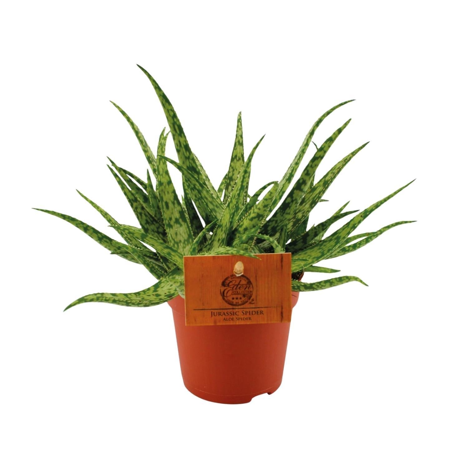 Aloe-Spinne – Ø10,5 ↕15