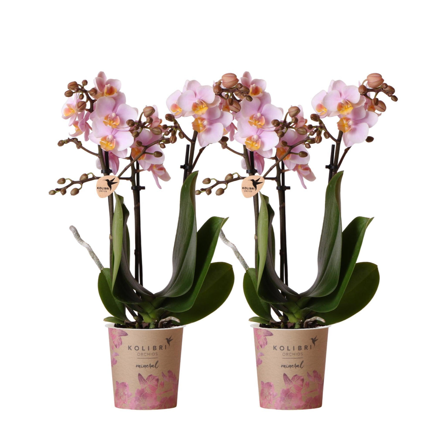 Kolibri-Orchideen | KOMBI-ANGEBOT mit 2 Rosa-Phalaenopsis-Orchideen –