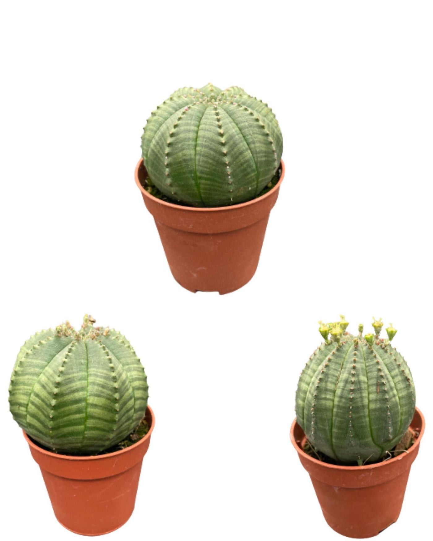 Kaktus – Euphorbia obesa – 5,5 cm Töpfe – 6–9 cm hoch (3 Stück)