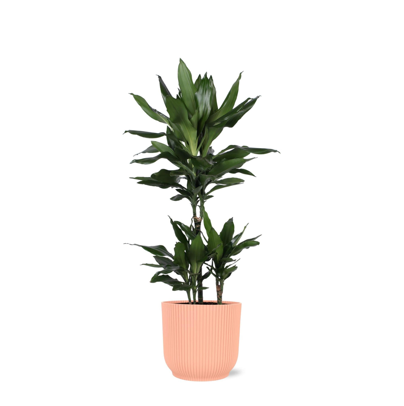 Dracaena Janet Lind Ø21cm - ↕90cm im Vibes PINK Topf