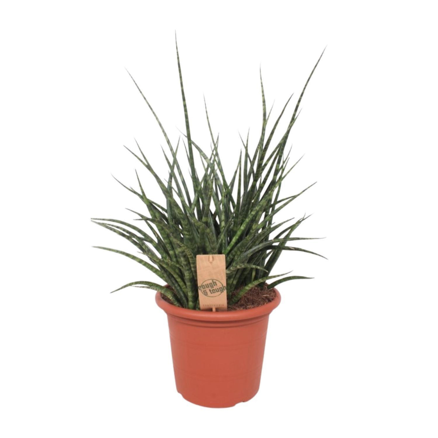 Sansevieria Fernwood Punk - Ø25cm - ↕60cm