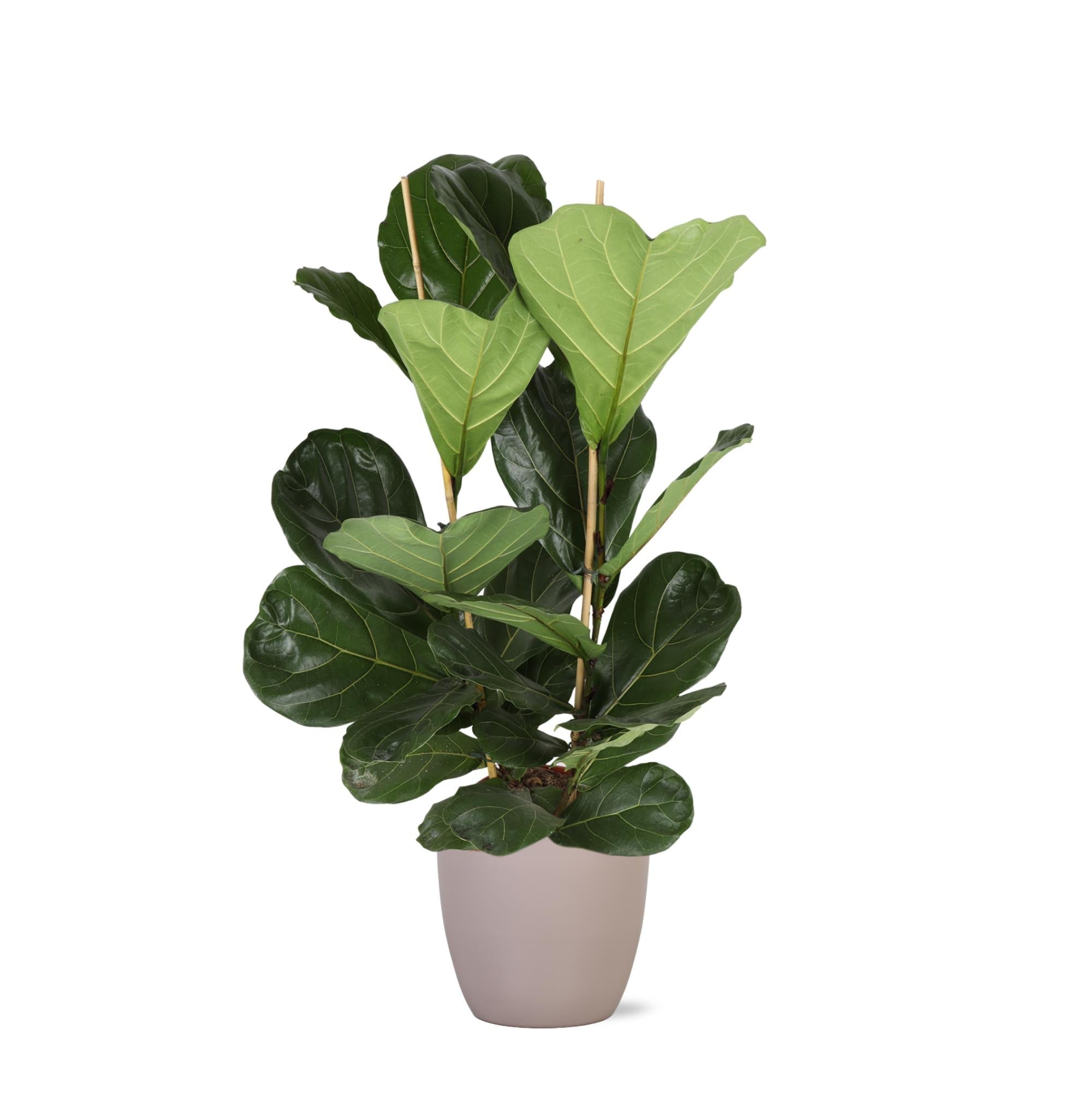 Ficus Lyrata - Ø24cm - ↕120cm im Boule TAUPE Topf