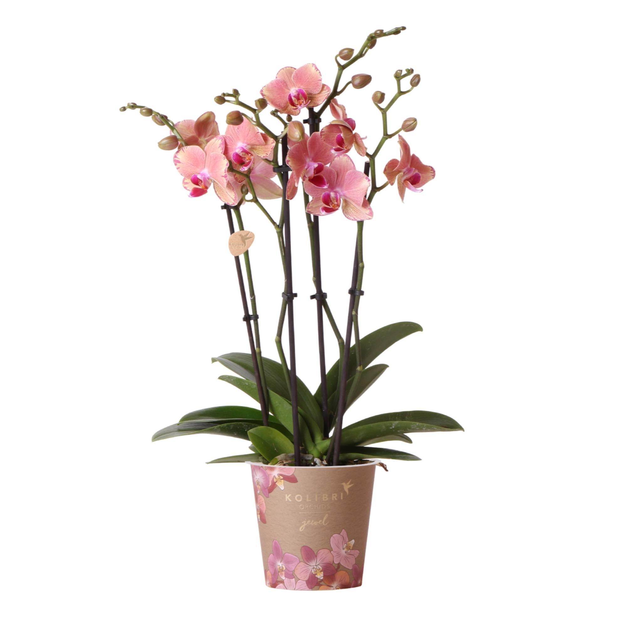 Kolibri-Orchideen | Orange rosa Phalaenopsis-Orchidee - Jewel Pirate P