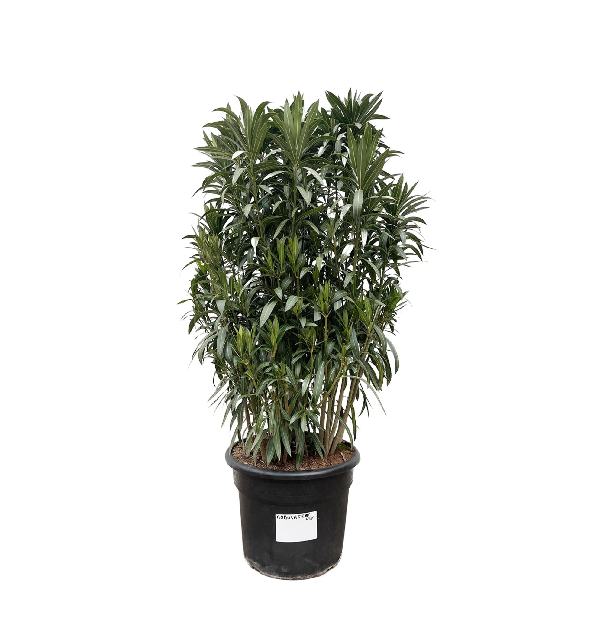 Nerium Oleander-Strauch – 190 cm – Ø55