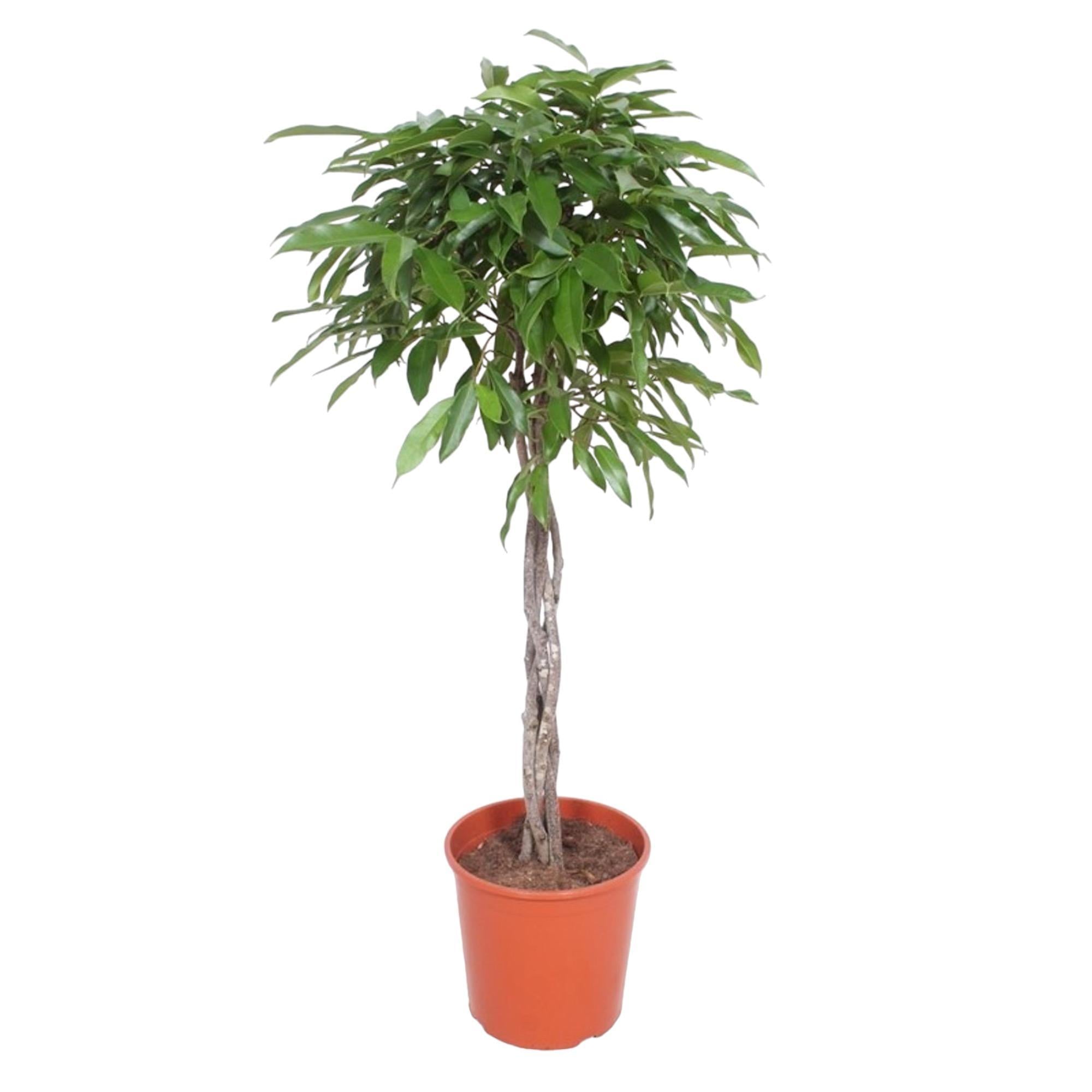 Ficus Amstel King geflochtener Stamm – 150 cm – ø30