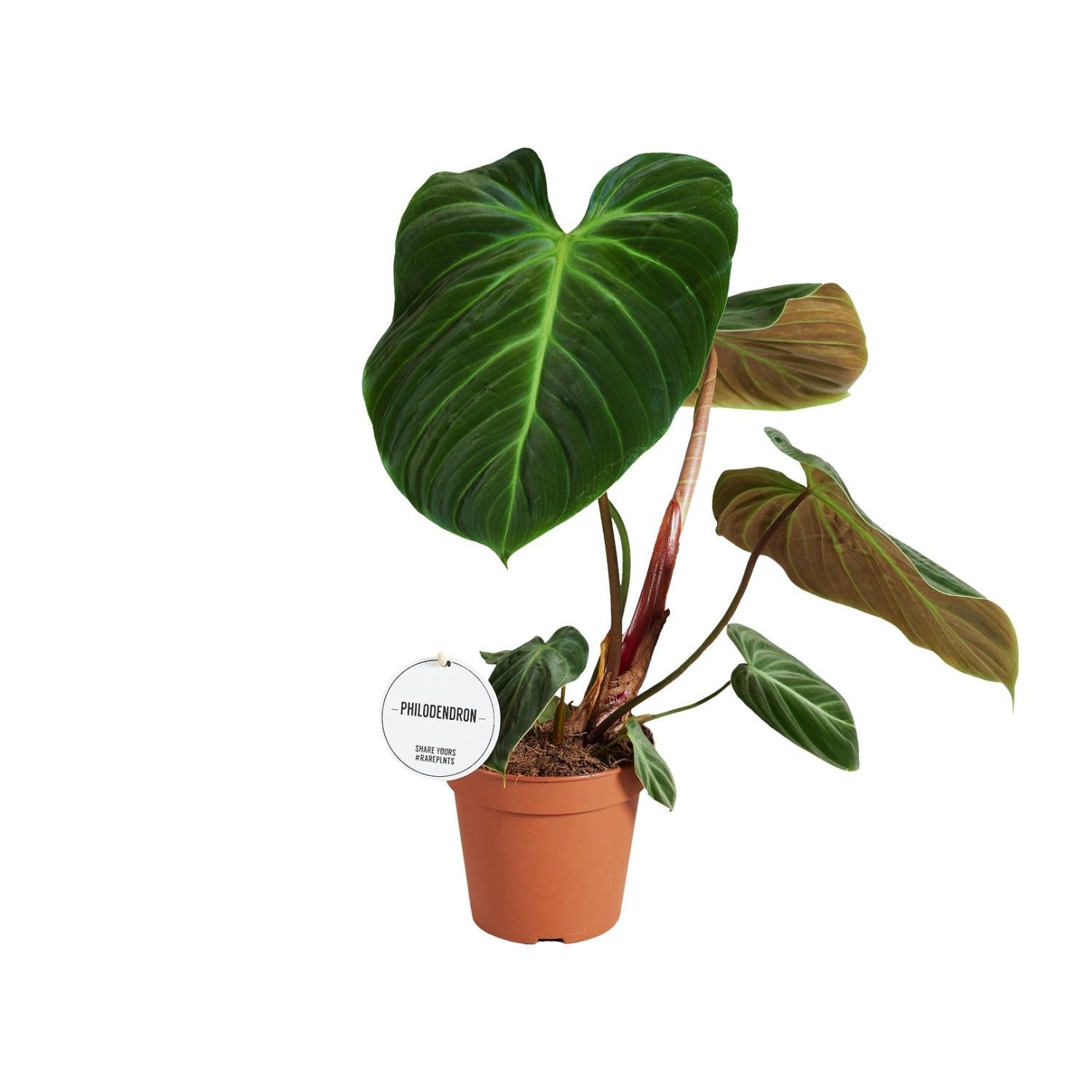 Philodendron El Choco Rot - Ø15cm - ↕50cm