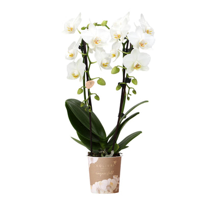 Kolibri-Orchideen | weiße Phalaenopsis-Orchidee - Niagara Herbst - Spi