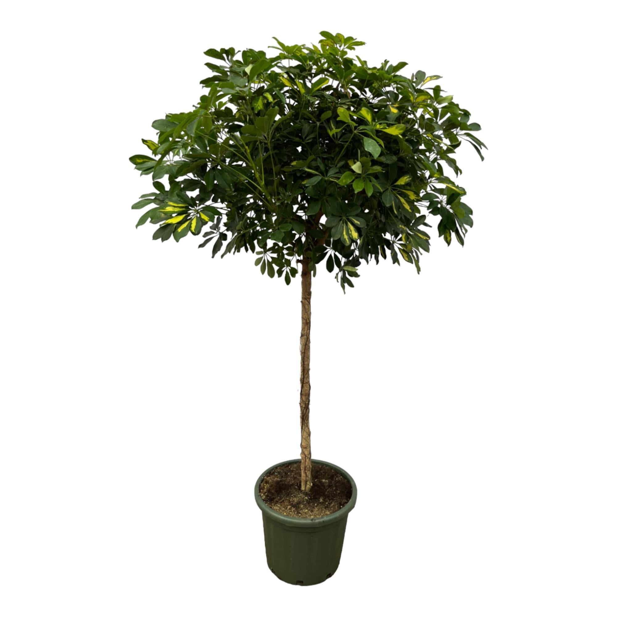 Schefflera Gold Capella Stamm – 180 cm – Ø45 cm