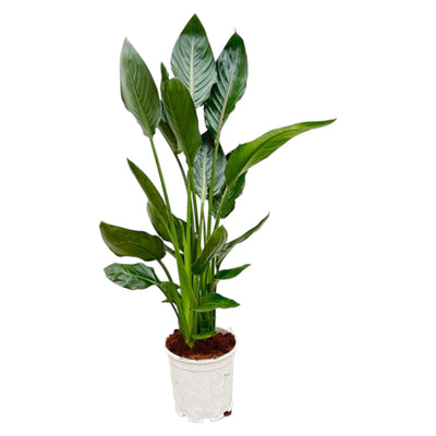 Strelitzia Reginae - 100 cm - Ø19 - Strelitzie