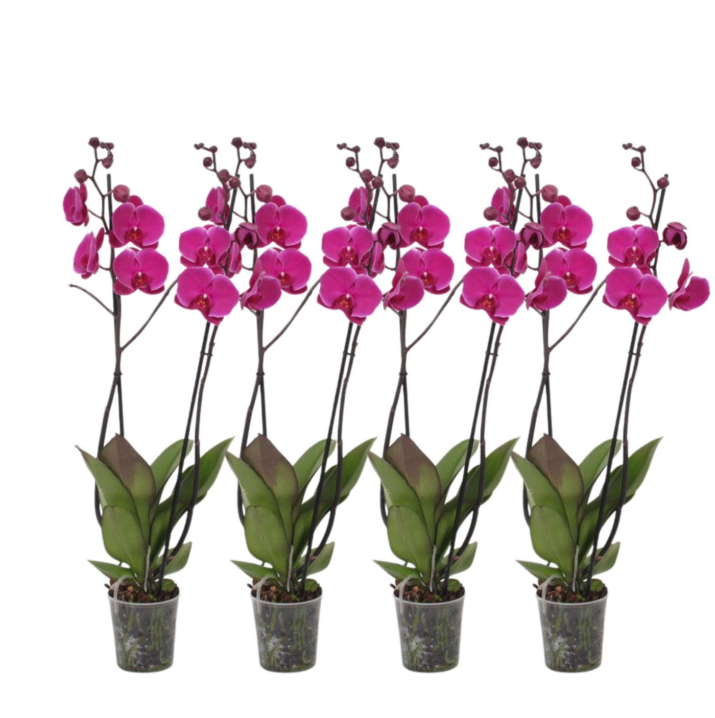 4er-Set – Phalaenopsis Joyride – Orchidee mit 3 Zweigen – 60 cm – Ø12