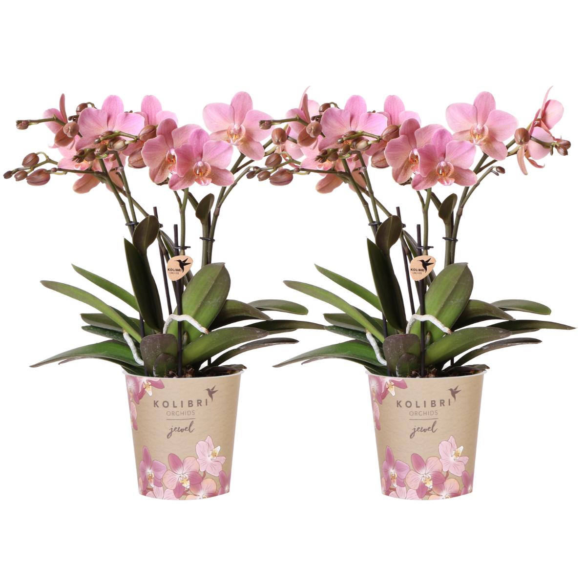 Kolibri-Orchideen I KOMBI ANGEBOT aus 2 altrosa Phalaenopsis-Orchideen