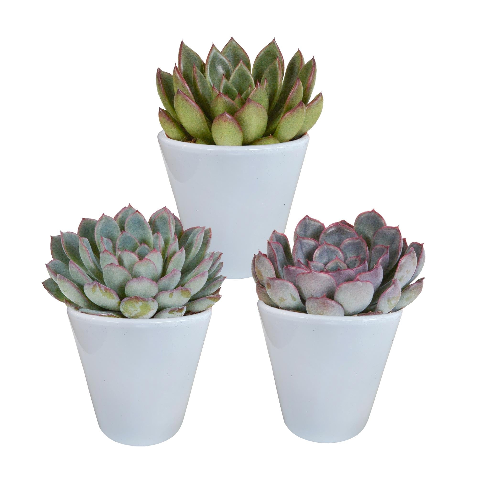 Echeveria-Mischung 8,5 cm - 3x - im weißen Topf