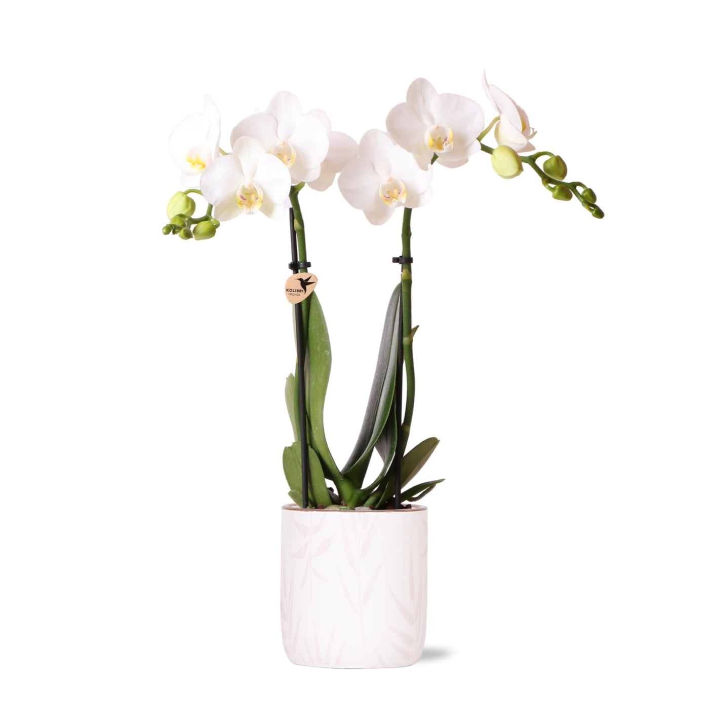 Kolibri-Orchideen | weiße Phalaenopsis-Orchidee - Amabilis + Blumentop