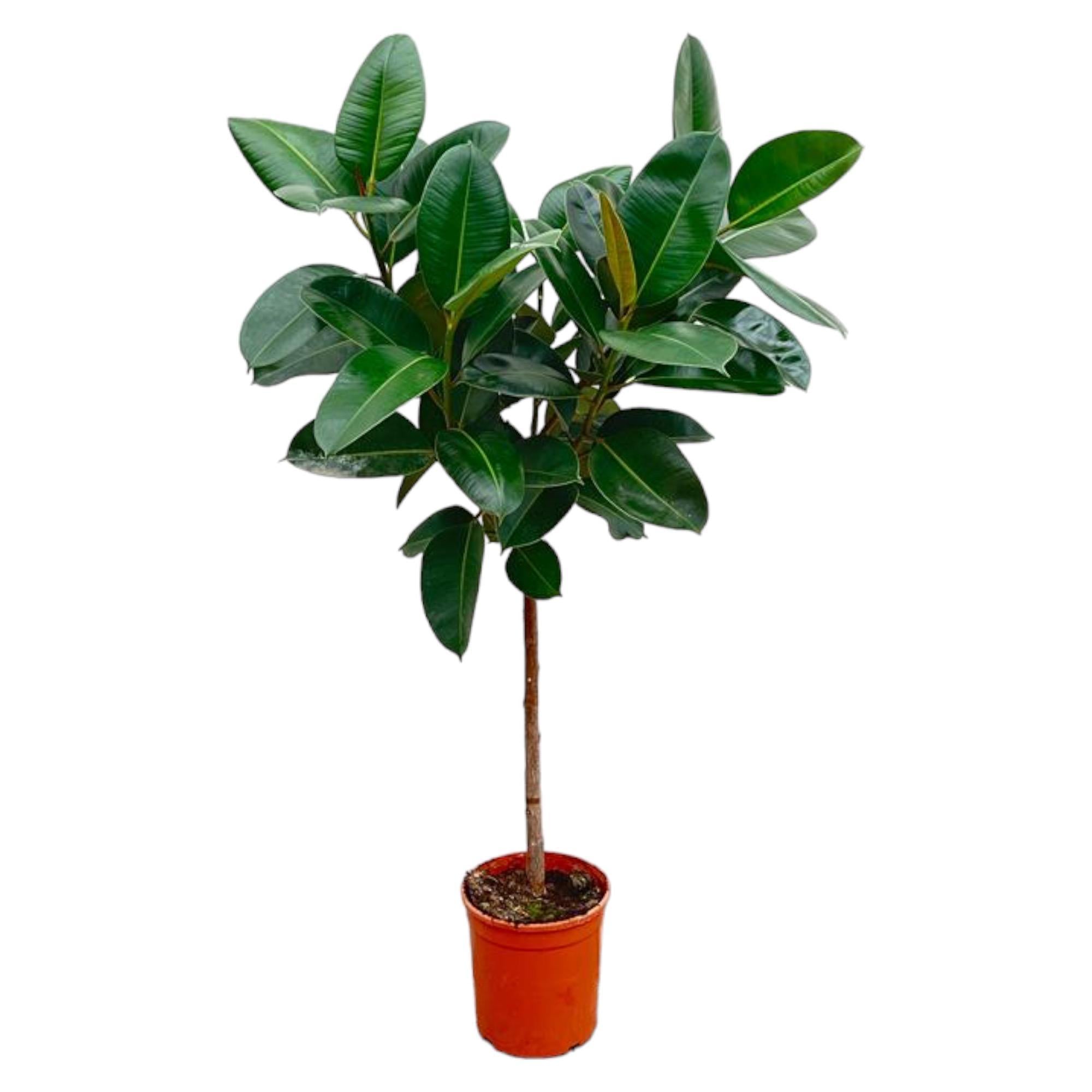 Ficus Elastica Robusta auf Stiel – 130 cm – ø24