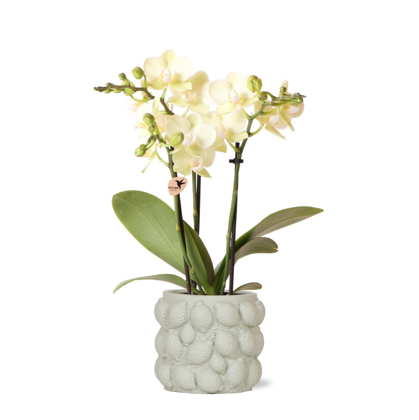 Kolibri-Orchideen | gelbe Phalaenopsis-Orchidee - Mexiko + Citrus-Zier