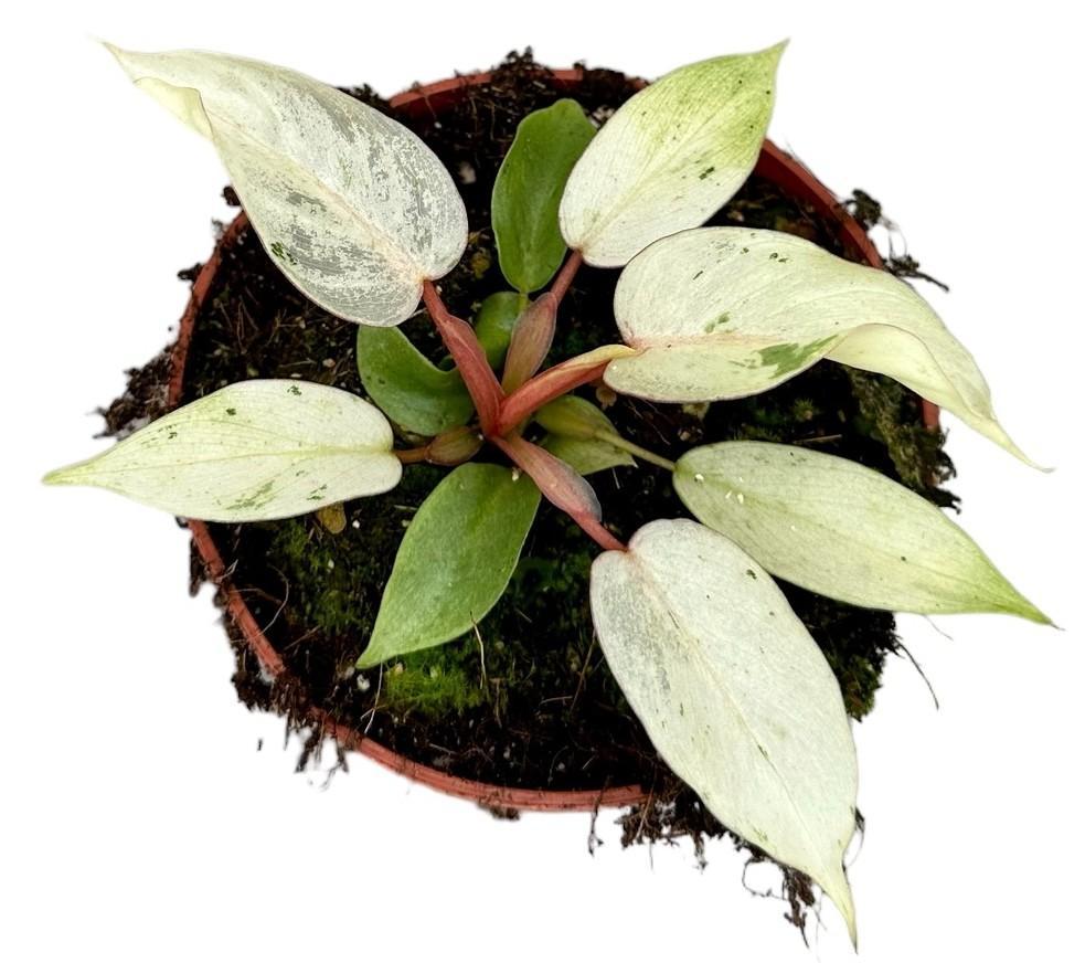 Philodendron-Schneewehe – Ø10,5 cm – ↕15 cm