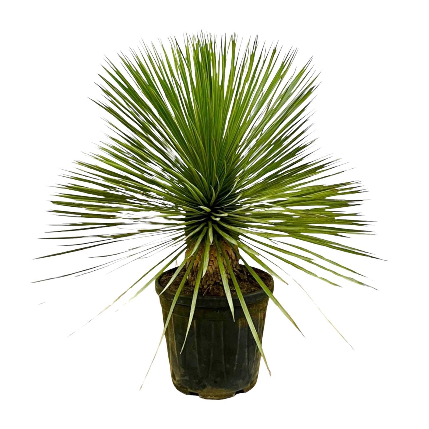 Yucca Rostrata am Stiel – 70 cm – Ø27