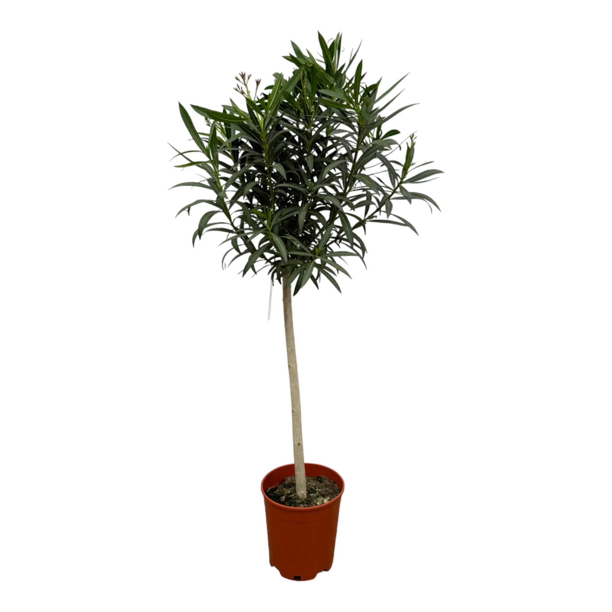 Nerium Oleander auf Stiel mit roter Blüte – 190 cm – Ø31 cm