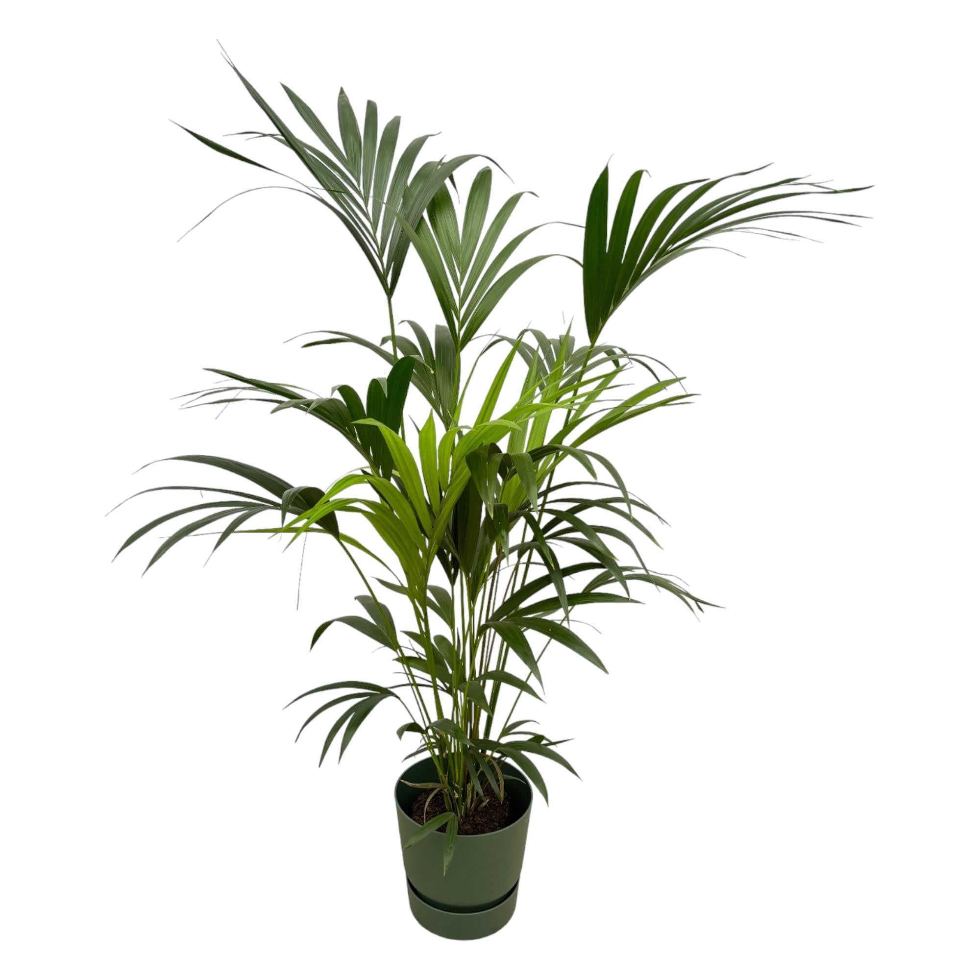 Kentia-Palme inklusive elho Greenville Rund grün – 160 cm – Ø30 - Kentiapalme