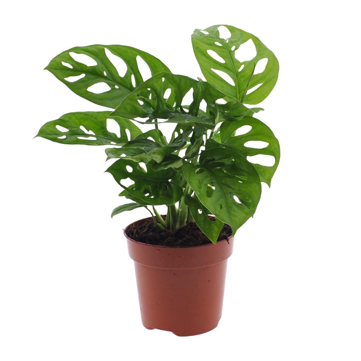 Monstera-Affenblatt (Lochpflanze) – Ø12cm – ↕30cm