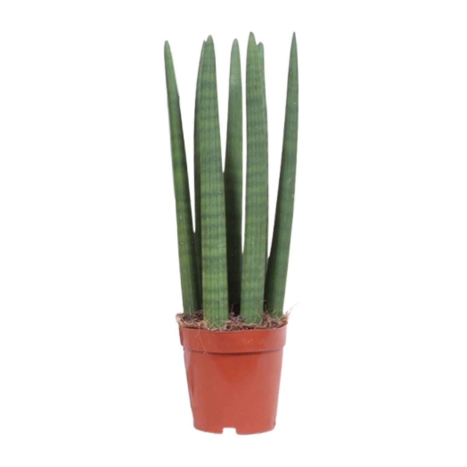 Sansevieria gerade - Ø12cm - ↕40cm