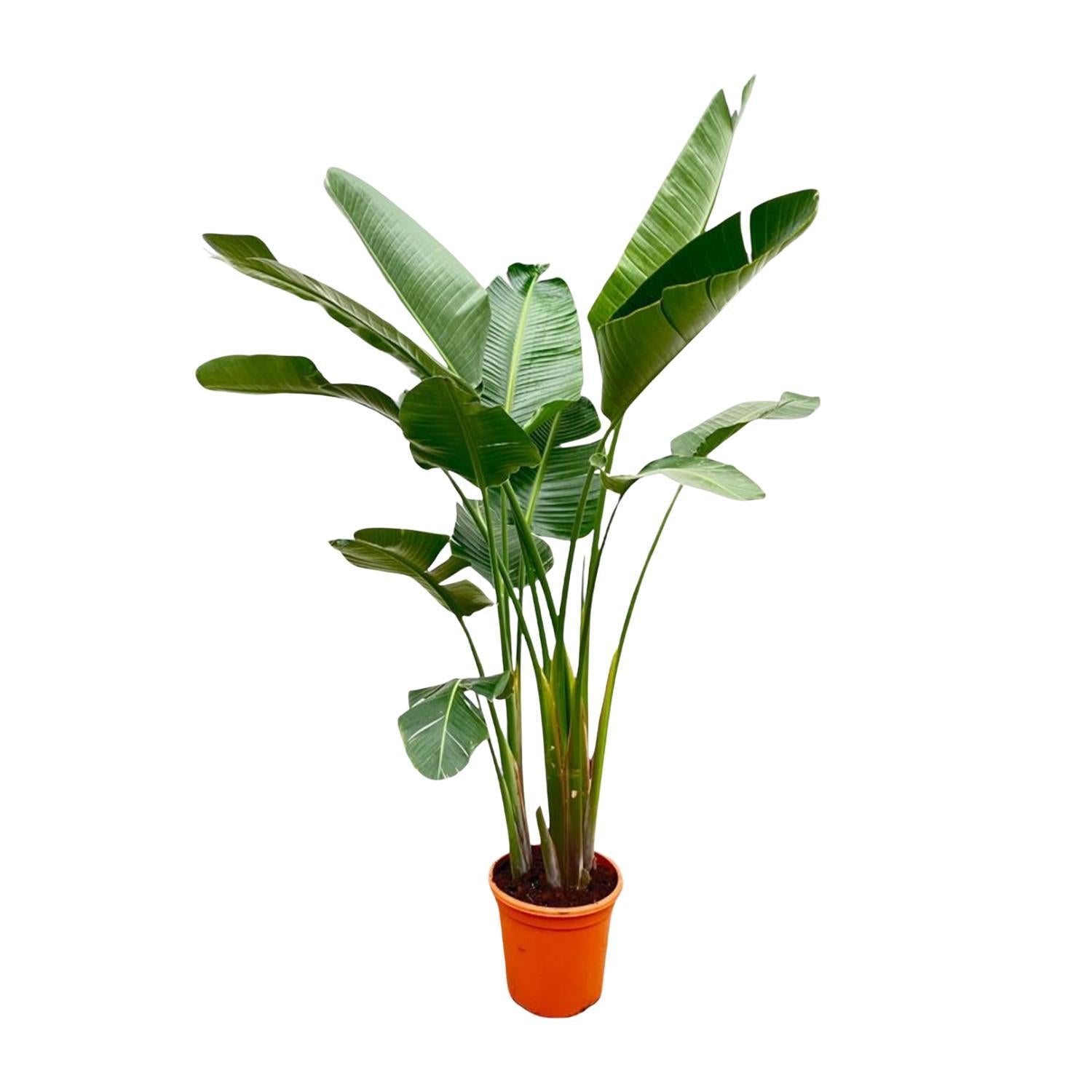 Strelitzia Augusta de luxe XXL - 250cm - ø38 - Strelitzie