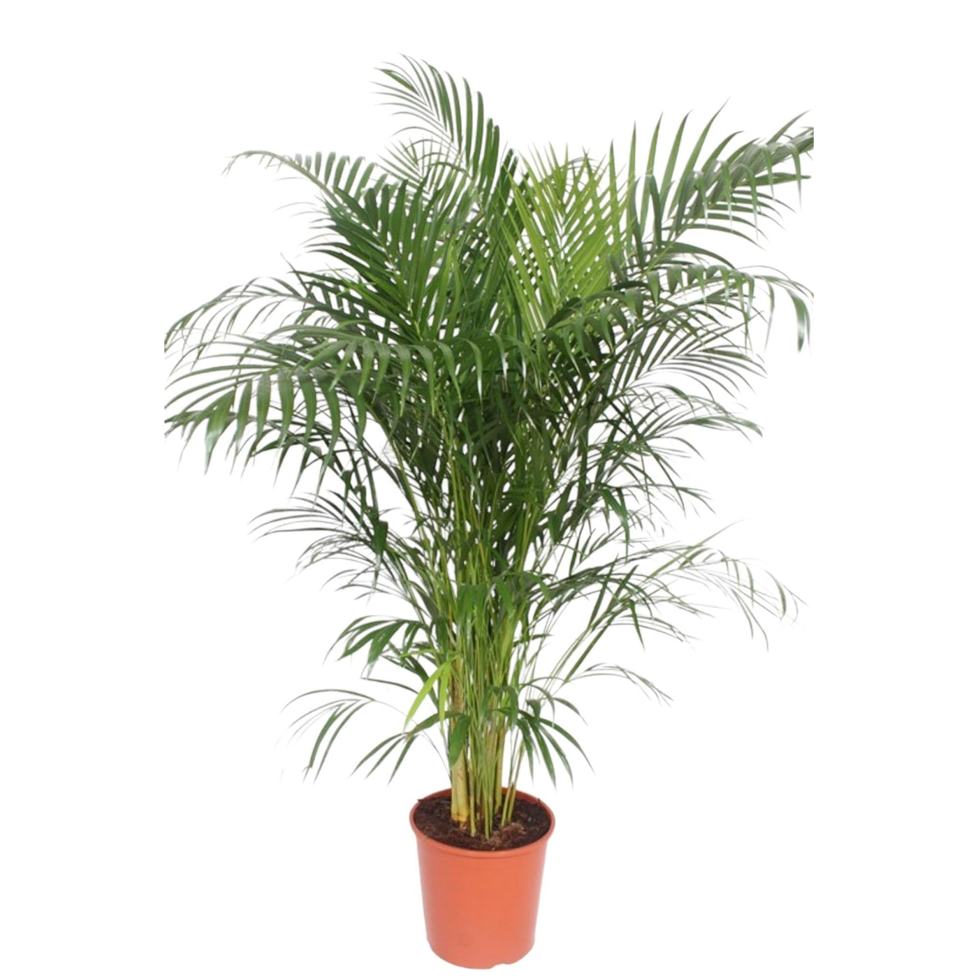 Dypsis Lutescens (Areca-Palme) – 160 cm – ø30 - Goldfruchtpalme