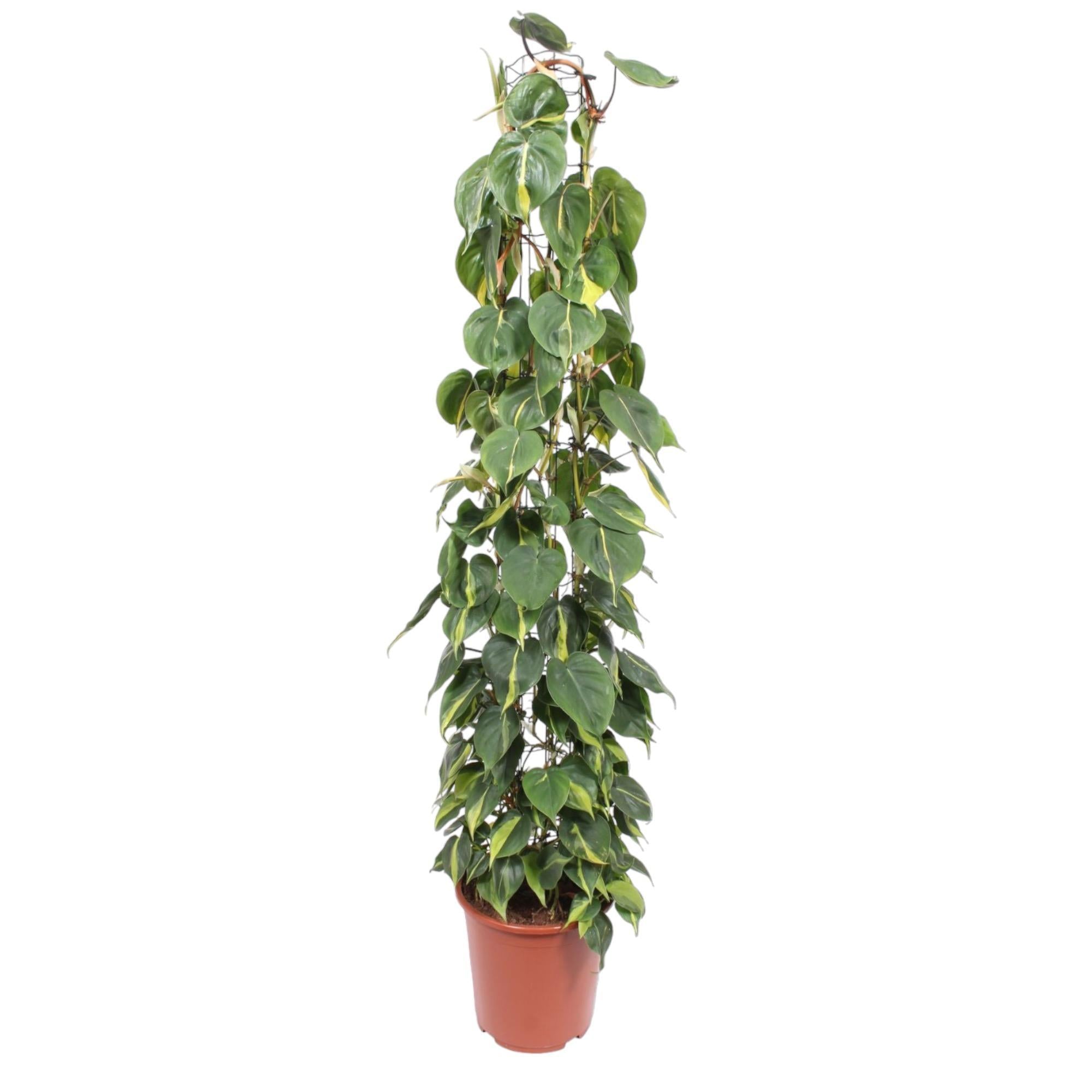 Philodendron Scandens Brasil Gittergestell – 160 cm – ø27