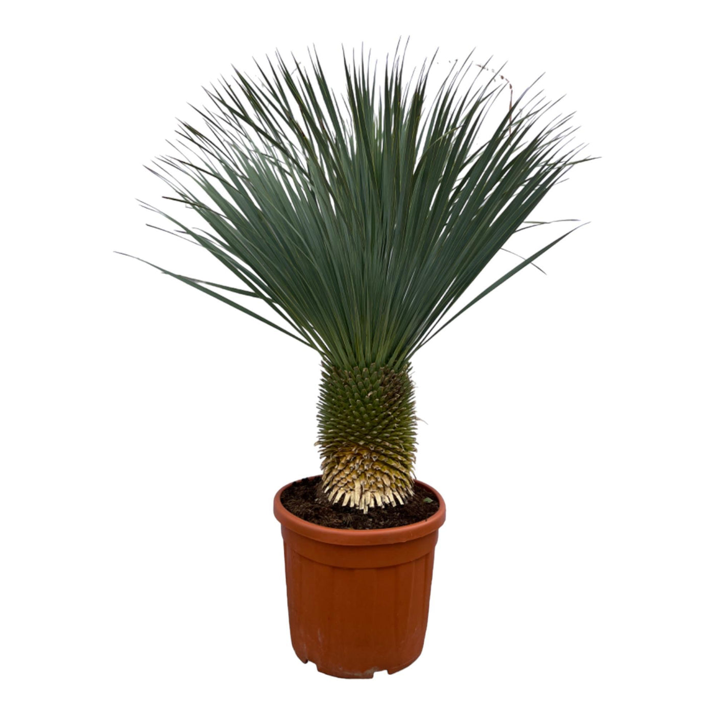 Yucca Rostrata – 160 cm – Ø50 cm - Palme