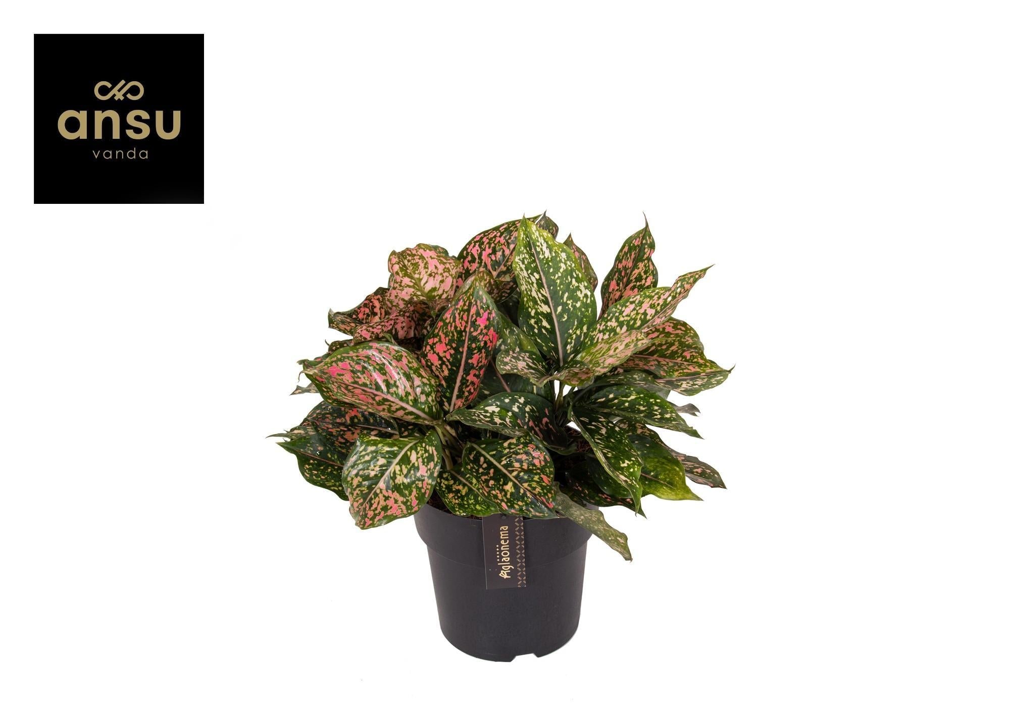 Aglaonema Rosa Leopard - Ø19cm - ↕40cm