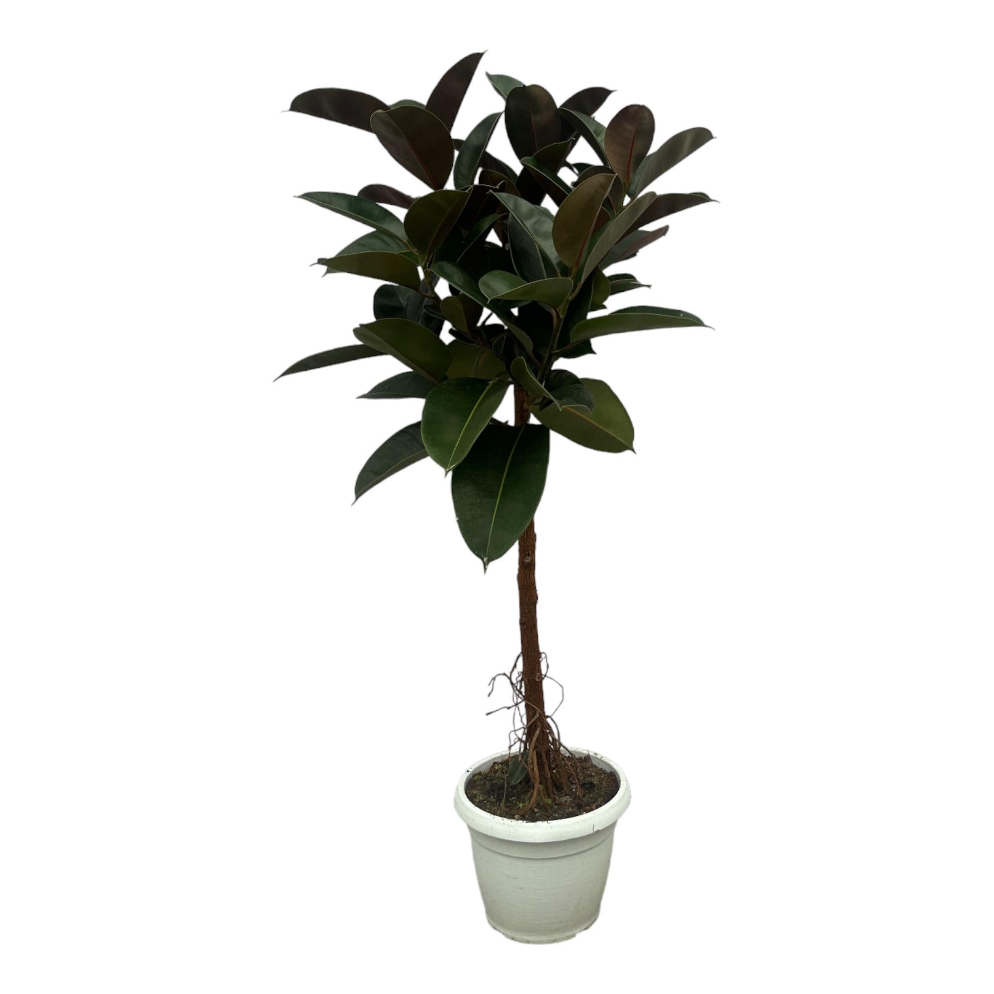 Ficus Elastica Robusta Stamm – 140 cm – Ø32 cm