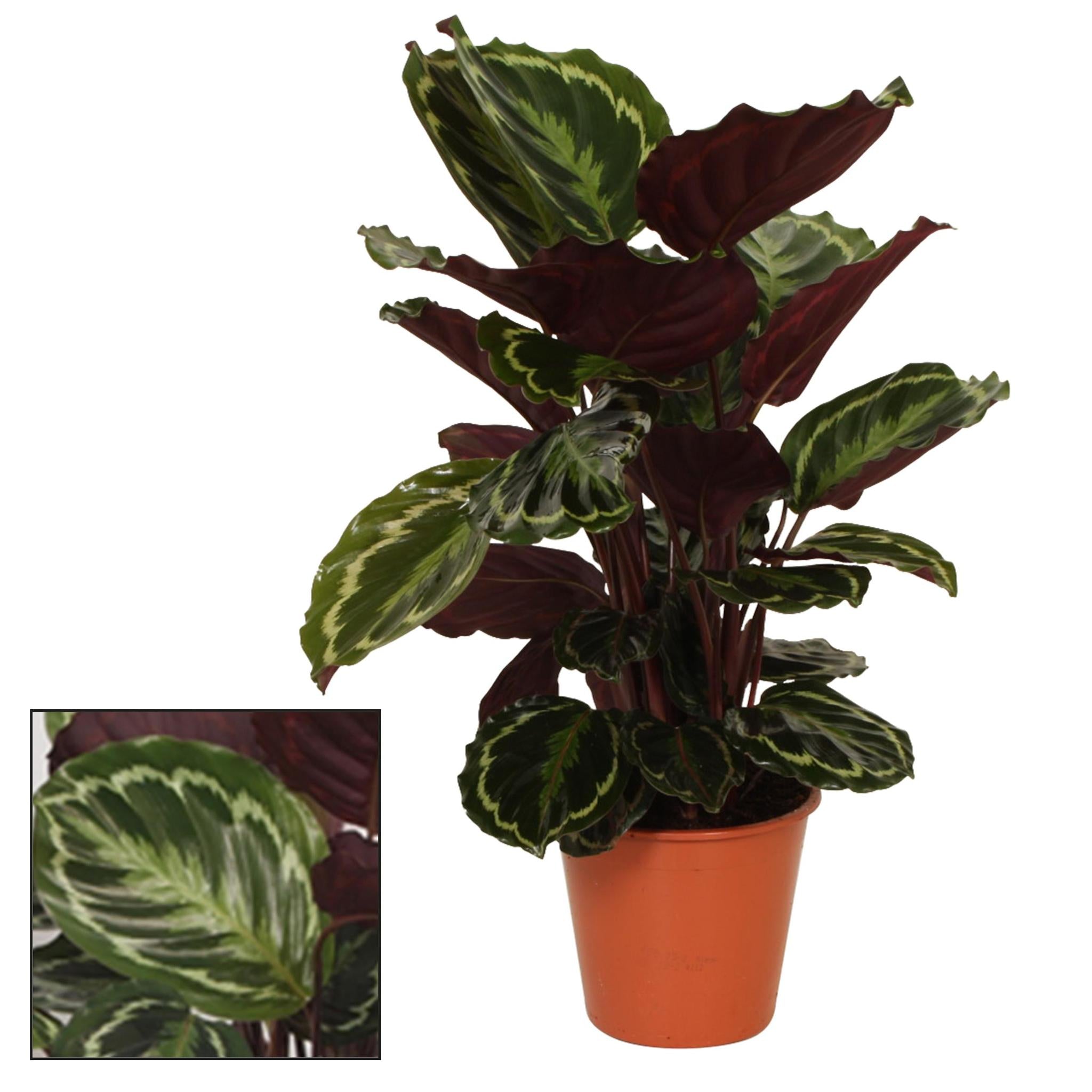 Calathea-Medaillon – Ø19 ↕75