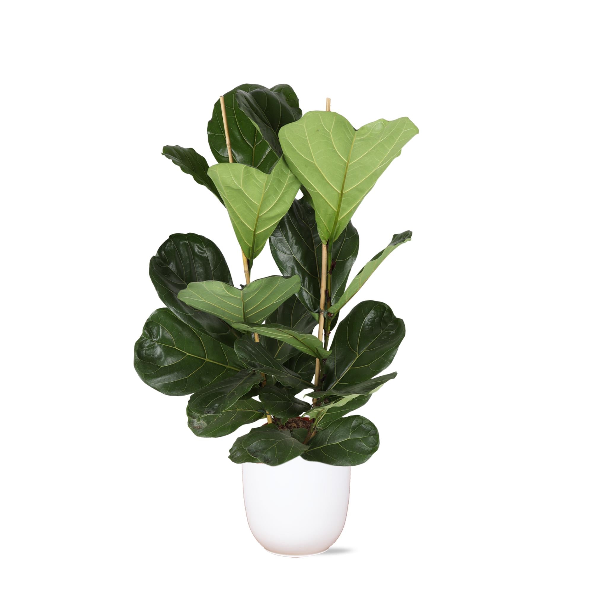 Ficus Lyrata – Ø24 cm – ↕120 cm im Boule WHITE-Topf