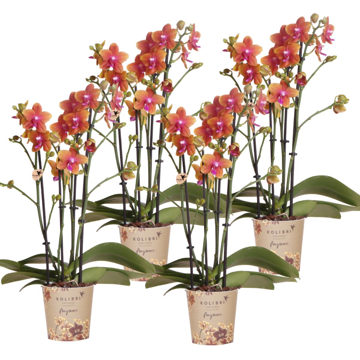 Kolibri-Orchideen | KOMBI ANGEBOT aus 4 orangefarbenen Phalaenopsis-Or